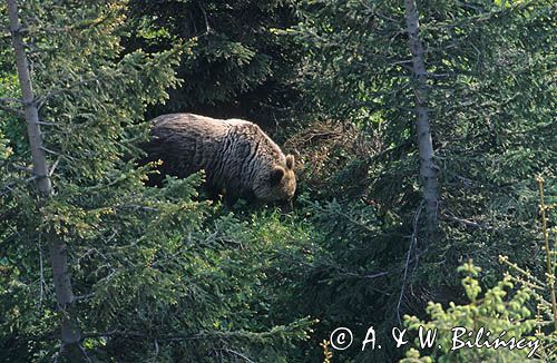 Niedźwiedź brunatny Ursus arctos) w Tatrach, Polska