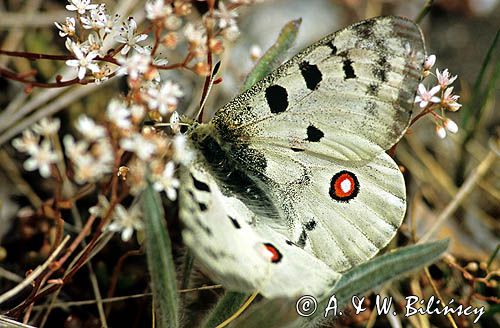 Niepylak Apollo, Parnassius apollo