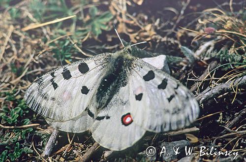 Niepylak Apollo, Parnassius apollo