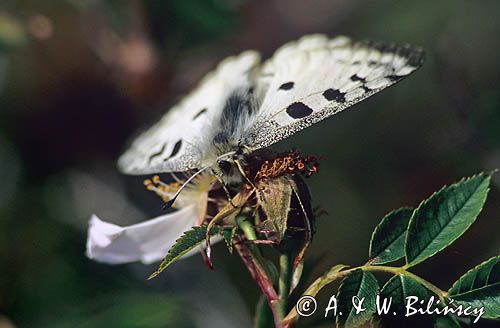 Niepylak Apollo, Parnassius apollo