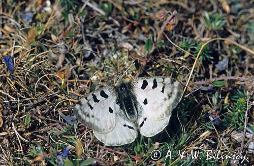 Niepylak Apollo, Parnassius apollo