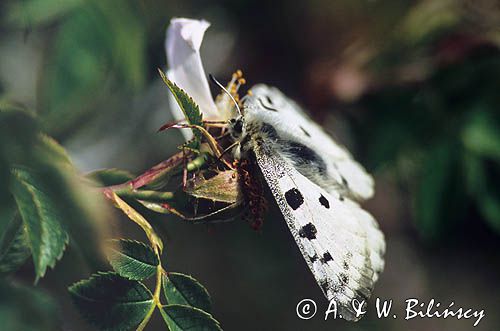 Niepylak Apollo, Parnassius apollo