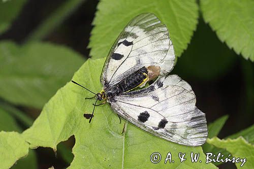 Niepylak mnemozyna, Parnassius mnemosyne, samica