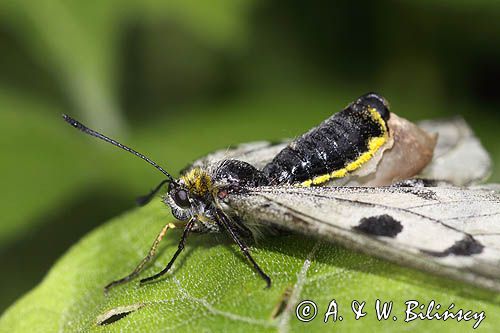 Niepylak mnemozyna, Parnassius mnemosyne, samica