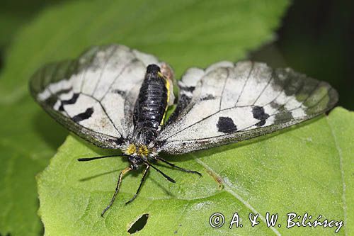 Niepylak mnemozyna, Parnassius mnemosyne, samica