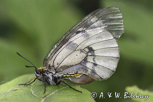 Niepylak mnemozyna, Parnassius mnemosyne, samica