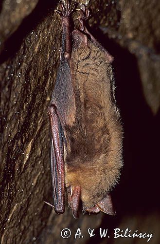 nietoperz nocek duży Myotis myotis