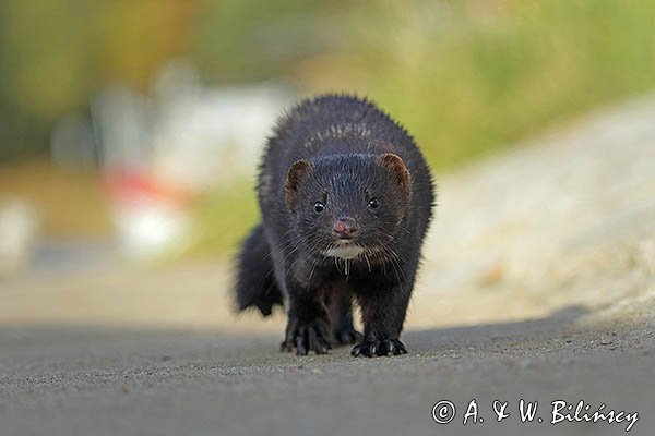 Norka amerykańska, Mustela vison, Neovison vison