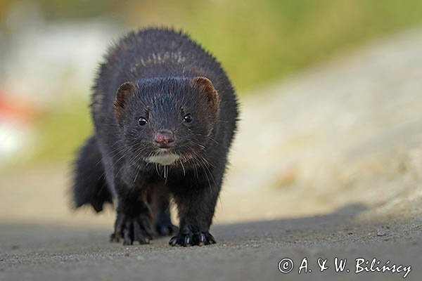 Norka amerykańska, Mustela vison, Neovison vison