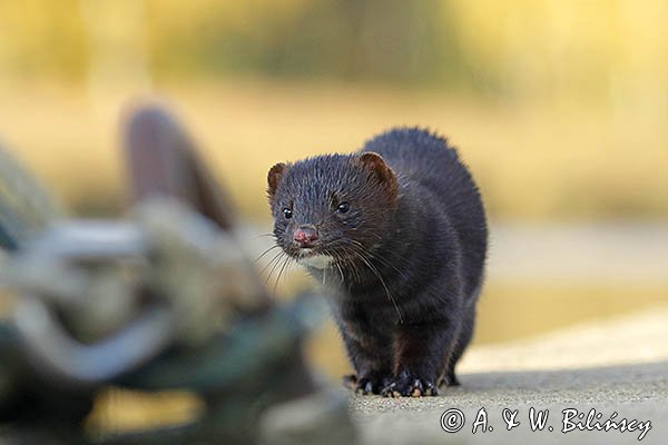 Norka amerykańska, Mustela vison, Neovison vison