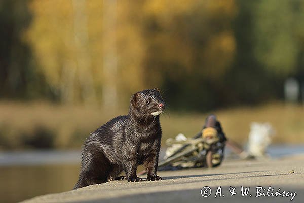 Norka amerykańska, Mustela vison, Neovison vison