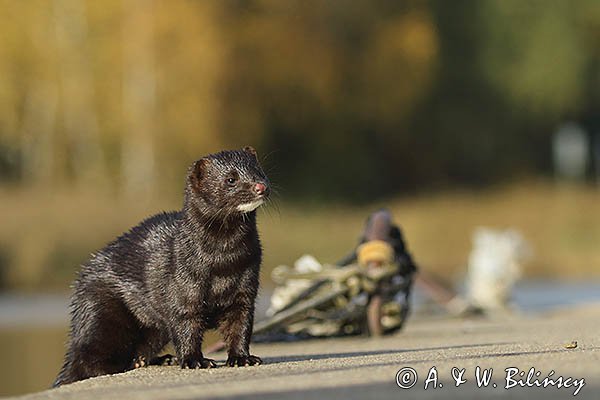 Norka amerykańska, Mustela vison, Neovison vison