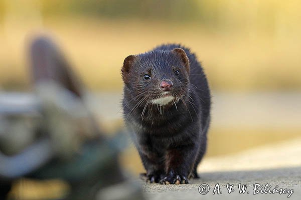 Norka amerykańska, Mustela vison, Neovison vison