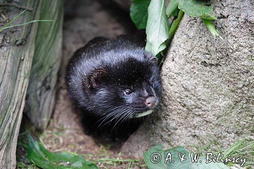 Norka europejska, Mustela lutreola