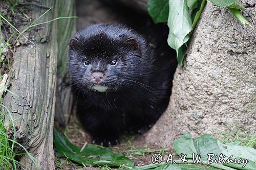 Norka europejska, Mustela lutreola