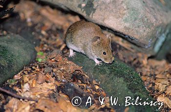 nornica ruda Clethrionomys glareolus