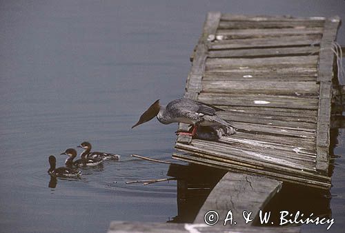 tracz nurogęś, samica i pisklęta, Mergus Merganser