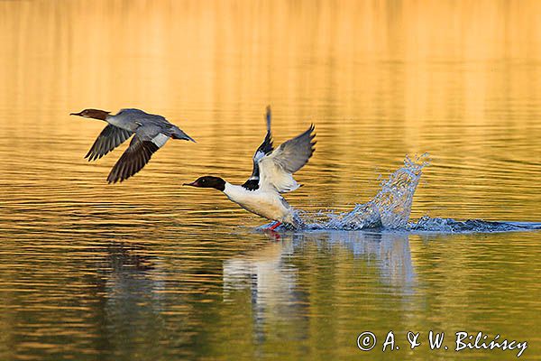 tracz nurogęś Mergus merganser, para