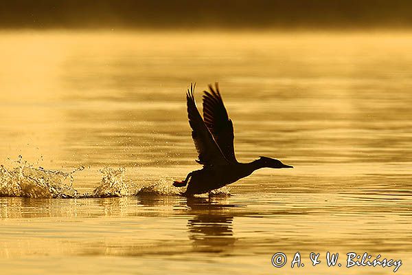 tracz nurogęś Mergus merganser, samiec