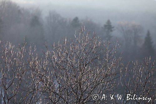 oblodzone gałęzie drzew i krzewów, Bieszczady