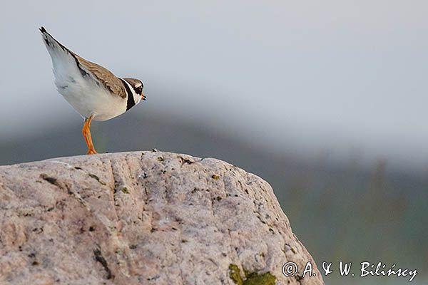 Sieweczka obrożna, Charadrius hiaticula