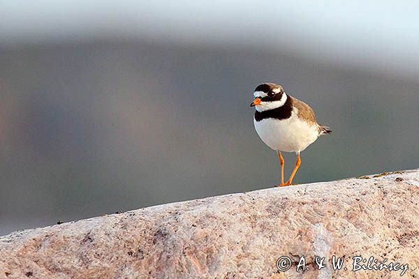 Sieweczka obrożna, Charadrius hiaticula