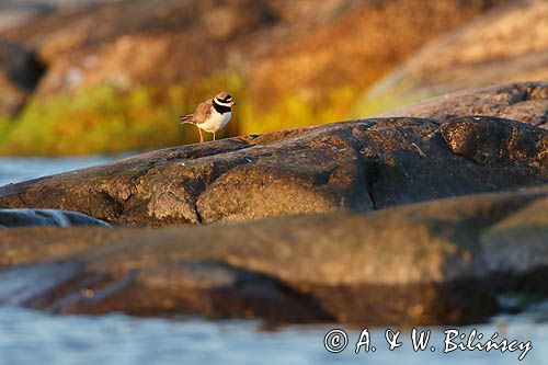 Sieweczka obrożna, Charadrius hiaticula