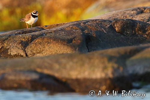 Sieweczka obrożna, Charadrius hiaticula