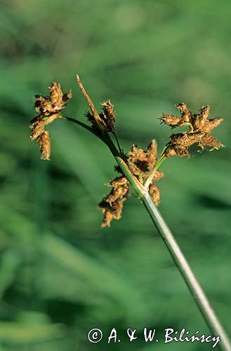 Oczeret jeziorny, Schoenoplectus lacustris)