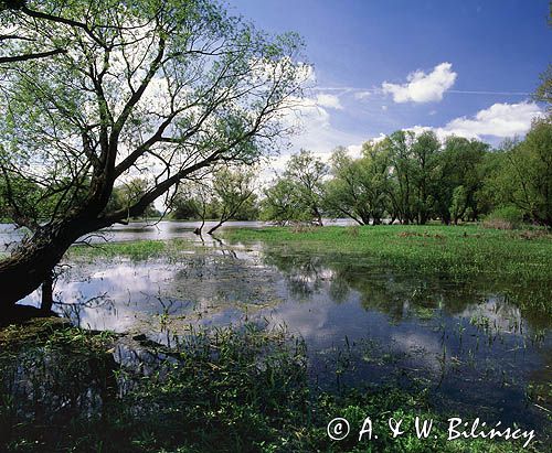 Odra, wiosenne rozlewiska, Cedyński Park Krajobrazowy