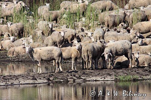 owce nad rzeką koło Słubic, rzeka Odra
