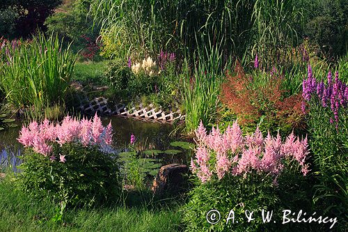 ogród, oczko wodne, tawułka, astilbe