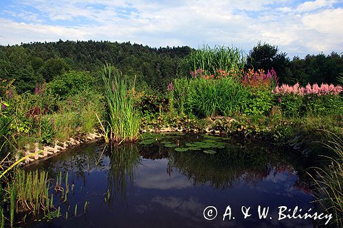 ogród, oczko wodne, tawułka, astilbe