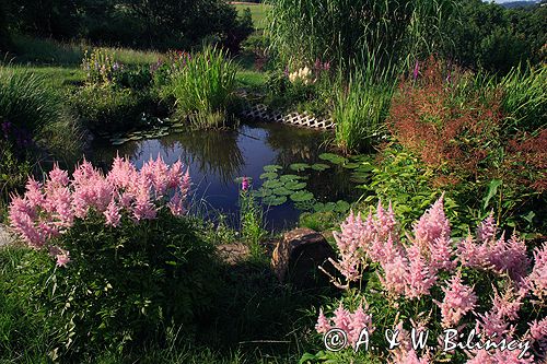 ogród, oczko wodne, tawułka, astilbe