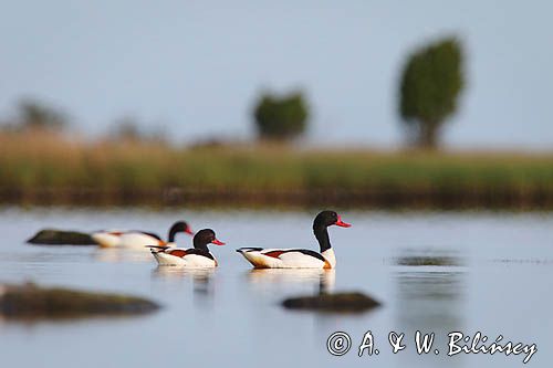 Ohar, Tadorna tadorna, samiec i samica, para