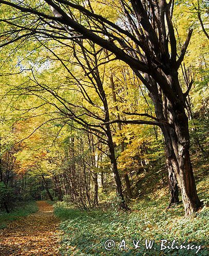 Ojcowski Park Narodowy, ścieżka w jesiennym lesie