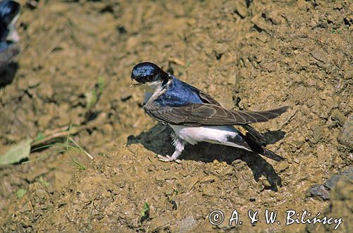 oknówka, Delichon urbicum, pobieranie budulca na budowę gniazda