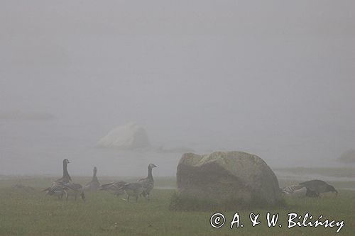 bernikle białolice /Branta leucopsis/ w rezerwacie przyrody na południu wyspy, wyspa Oland, Szwecja