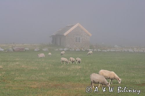 owce na południu wyspy, wyspa Oland, Szwecja