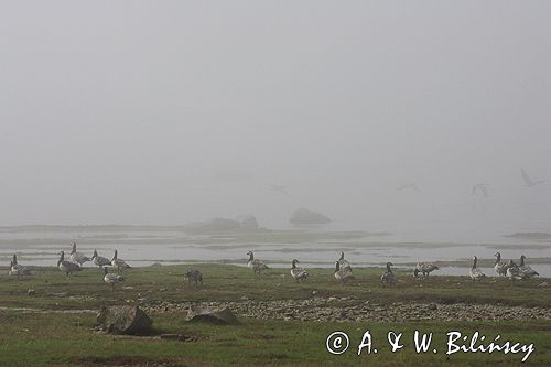 bernikle białolice /Branta leucopsis/ w rezerwacie przyrody na południu wyspy, wyspa Oland, Szwecja