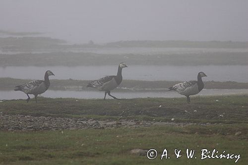 bernikle białolice /Branta leucopsis/ w rezerwacie przyrody na południu wyspy, wyspa Oland, Szwecja