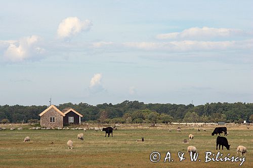 krowy i owce na południu wyspy, wyspa Oland, Szwecja