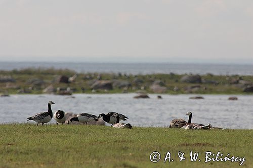 bernikle białolice /Branta leucopsis/ w rezerwacie przyrody na południu wyspy, wyspa Oland, Szwecja