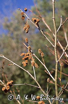 Olsza Czarna ALNUS GLUTINOSA)