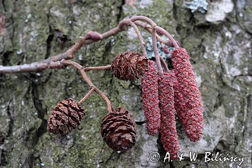 olsza czarna Alnus glutinosa kwiatostany i szyszki - owocostany