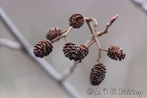 olsza czarna Alnus glutinosa kwiatostany i szyszki - owocostany