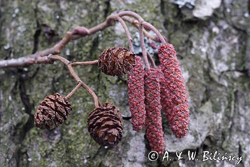 olsza czarna Alnus glutinosa kwiatostany i szyszki - owocostany