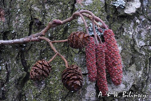 olsza czarna Alnus glutinosa kwiatostany i szyszki - owocostany