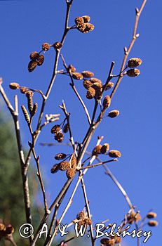 Olsza Czarna ALNUS GLUTINOSA)