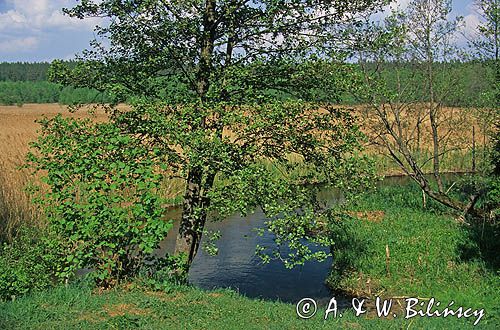 Olsza Czarna ALNUS GLUTINOSA) rzeka Rospuda